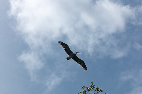 Avistamiento de Aves