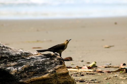 Avistamiento de Aves