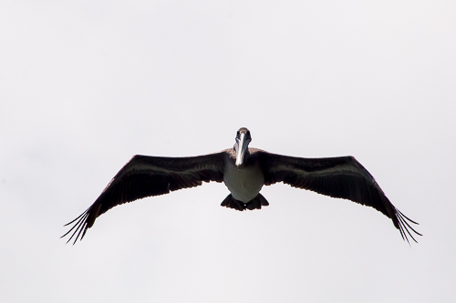 Avistamiento de Aves