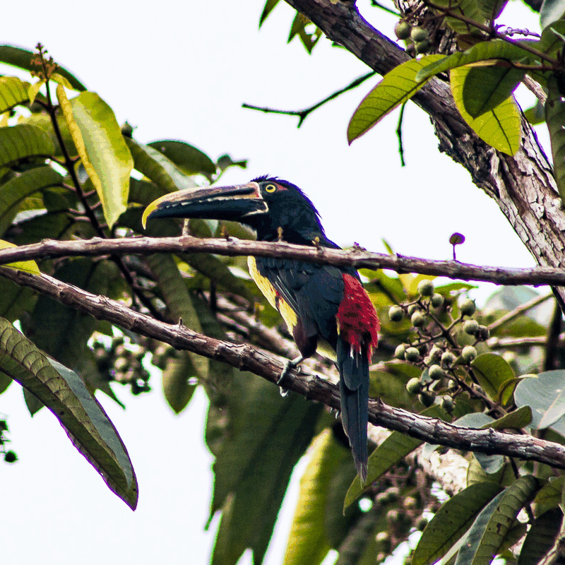 Hotel La Cooperativa Ladrilleros