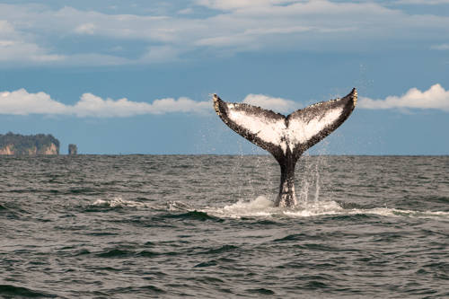 Avistamiento de Ballenas
