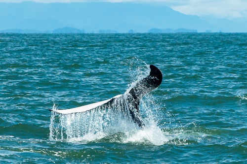 Avistamiento de Ballenas