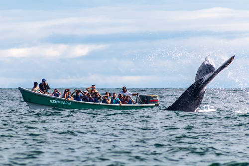 Avistamiento de Ballenas