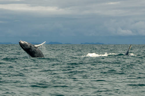 Avistamiento de Ballenas