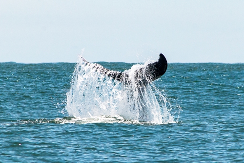 Avistamiento de Ballenas