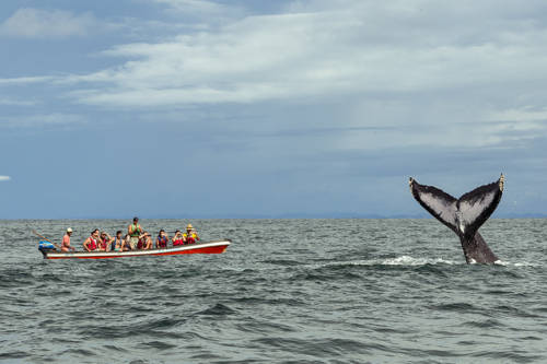 Avistamiento de Ballenas