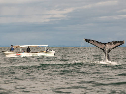 Avistamiento de Ballenas