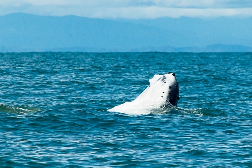 Avistamiento de Ballenas