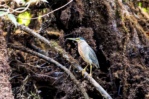 Paseo por los Esteros